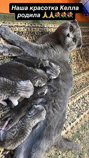 когтеточка: Породистые котята от шотландской кошки (скоттиш-фолд) окраса — 1