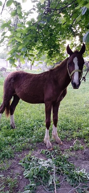 ат бишкек: Сатам | Тай | Жумушка — 4