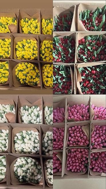 уличный цветы: В РОЗНИЦУ 💥❗️ Красивые,королевские тюльпаны 🌷 Доставка в пределах — 1