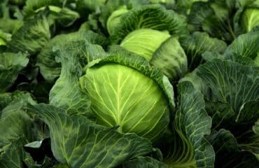 Капуста Белокачанная, Оптом