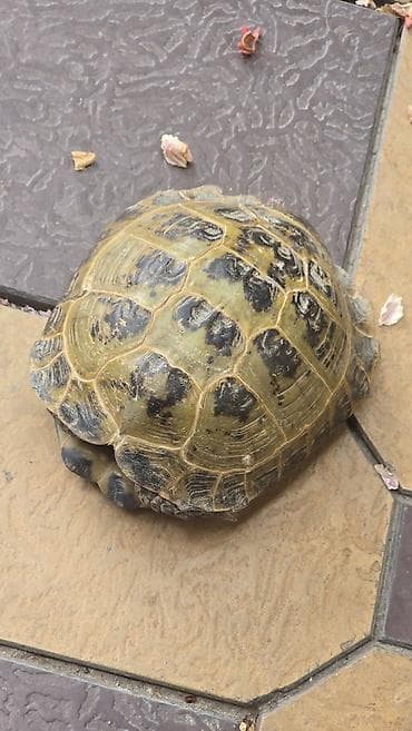 di store: Среднеазиатская (степная) сухопутная черепаха Testudo horsfieldii — 3