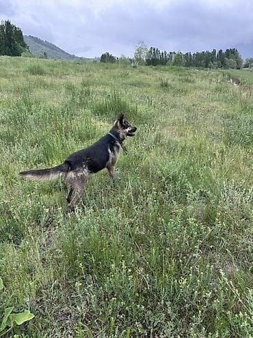 скот крс: Пастушья/охранная собака (крупная, короткошерстная — 1