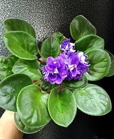 фиалки мини: Продаю молодые фиалочки 🌺🌿🌺 По всем вопросам обращайтесь по телефону — 8