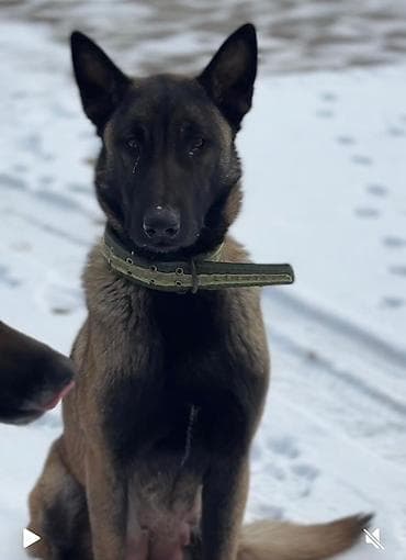 Бельгийская овчарка, 1 месяц, Самец, С родословной