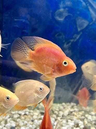 куплю конь: Рыбки | Аквариумы | Оборудование | Аксессуары | Растения Богатый опыт — 3