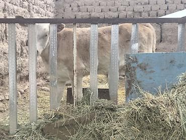 собака беловодск: Продаю | Музоо, торпок | На откорм | Искусственник — 1