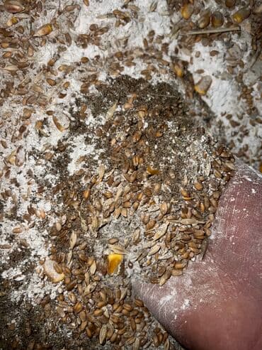 дом попугая: Продаю КОМБИКОРМ Био корм (6в1) состав ячмень кукуруза пшеница жмых — 8