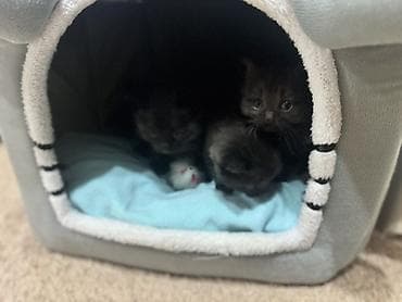 Мышыктар: Отдам кошку с котятами. Им 1 месяца
, без прививки и документов — 3