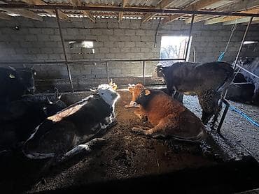 стригальная машинка для стрижки овец: Продаю | Тёлка | На откорм, На забой, Для разведения | Привязанные — 6