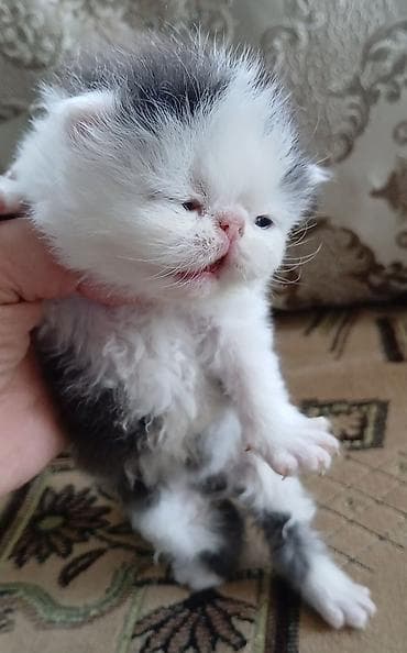 бенгалы котята: Персидский котёнок. Эксклюзив ! Шикарная персидская кошечка в — 7