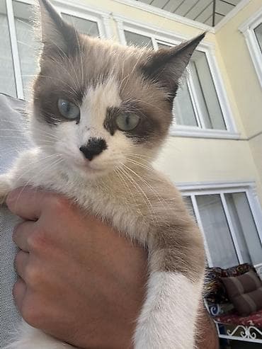 египетская кошка цена: Сиамская, 8 месяцев, Девочка — 1