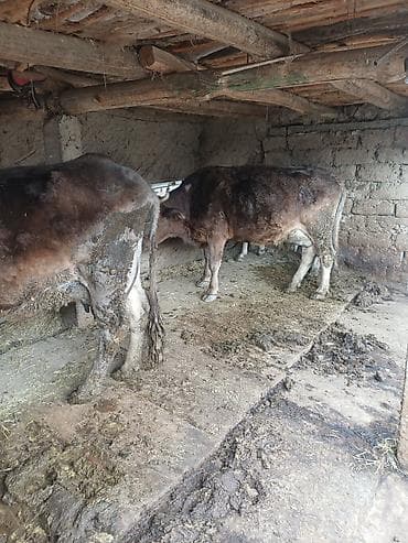 аталык жем цена: Сатам | Уй (ургаачы) | Көбөйтүү үчүн | Байланган — 1