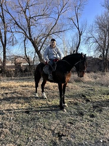 короз сатам: Сатам | Байтал | Көбөйтүү үчүн — 7