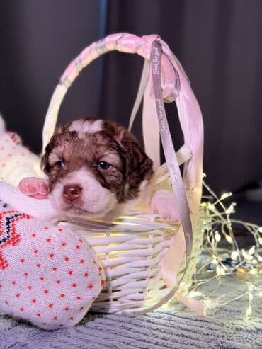 🎁 Ищете идеальный подарок к Новому году? Маленький хвостик, который