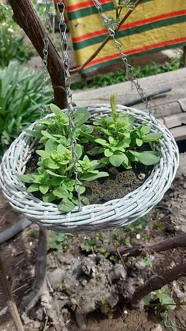 Комнатные растения: Подвесные плетёные кашпо - Материал: прочное плетение (имитация лозы) — 1