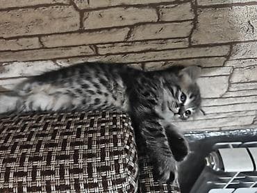 сиамскую кошку: Котята месячные. 1 мальчик и 2 девочки с короткими хвостами. игрывые и — 3