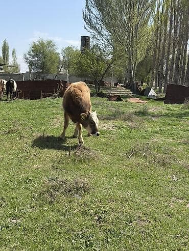 кукуруз варка: Продаю | Бык (самец) | Полукровка | На откорм — 5