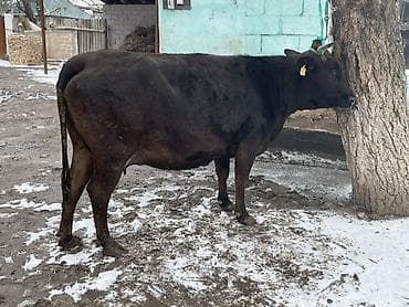 5 нитка кара балта: Сатам | Уй (ургаачы) | Көбөйтүү үчүн, Сүт алуу үчүн — 1