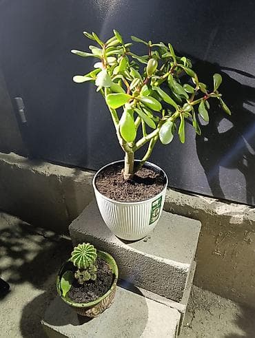 саженцы денежное дерево: Толстянка — ваше живое денежное дерево! Прикоснитесь к природе и — 7