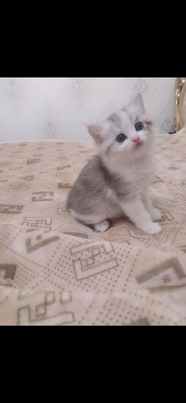 фонтан для кошек: Котёнок, серебристо-белый окрас (табби/дымчатый), пол пушистый хвост и — 1