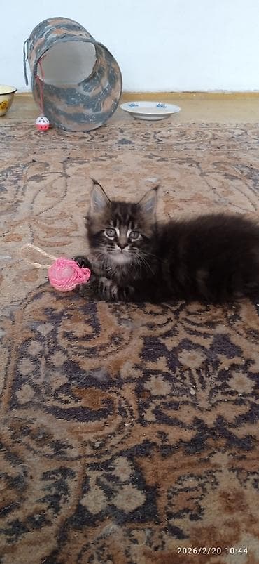 Башка жаныбарлар: Мейн-Кун!!! Тигрёнок 🥰. Продается Шикарный, чистокровный котик от — 2