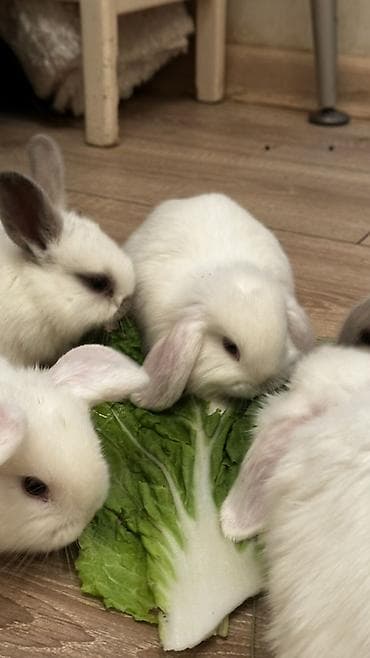 Декоративные кролики: Минилопы белые 1800, Львиноголовые 1200. Кролики декоративные — 1