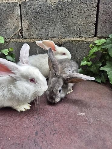 манчкин купить бишкек: Сатам | Коендун бөжөктөрү — 1