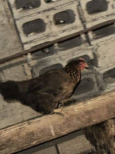 купить собаку объявления: Куры и петухи 100 голов — 5