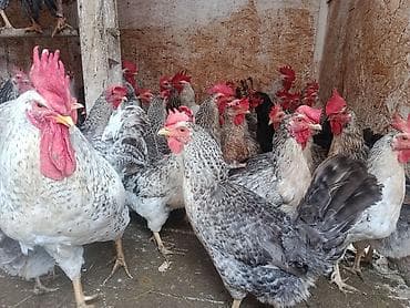 Животные: Продаю | Куры, Петух | Домашняя | На забой, Для разведения, Несушки — 5
