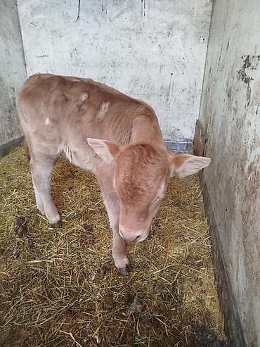 тал сатылат: Сатам | Музоо | Көбөйтүү үчүн — 1