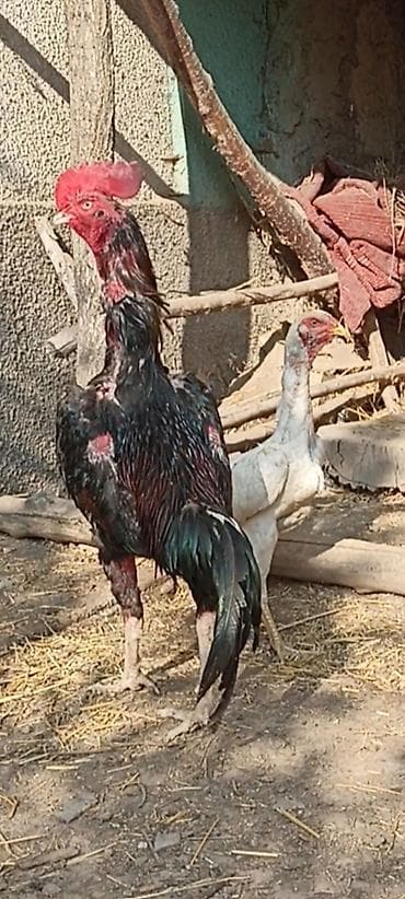 робота шаурма кара балта: На продажу жожики миксованные О Шамо+Шалпан цена по 4000 сом — 5