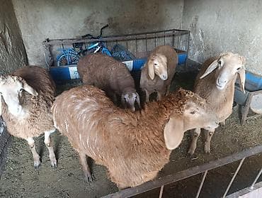 немецкий офчарка: Продаю | Баран (самец) | Эдильбаевская | Для разведения — 6