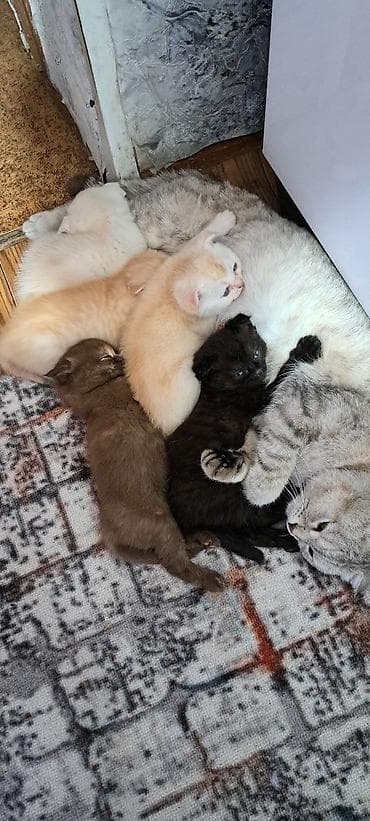 ориентальная кошка черная: Шотландские котята (вислоухие/страйт) разных окрасов. - Возраст на — 8