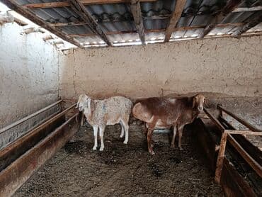 70 сом: Сатам | Кочкор (эркек) | Союуга | Токту — 1