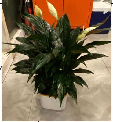 маматов мебель: Продаются наличие комнатные растение цветущие и не цветущие лимоны — 10