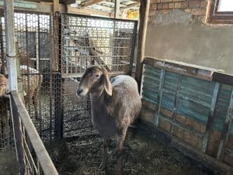 продажа щенков немецкой овчарки в бишкеке с документами: Продаю | Овца (самка) | Для разведения — 2