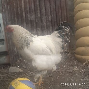 улак сатам: Сатам | Короздор, Тооктор | Брама | Көбөйтүү үчүн — 1