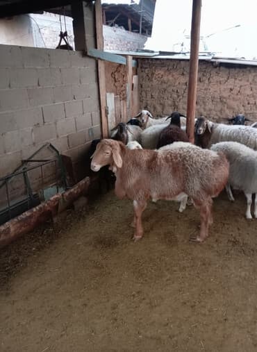 Собаки: Продаю | Овца (самка) | Полукровка | Для разведения | Племенные — 2