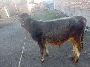 дойних коров: Продаю | Тёлка | Для разведения | Нетель — 8