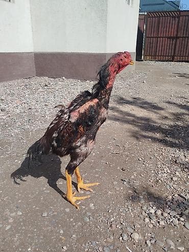дакан цыпленок: Продаю | Петух — 10