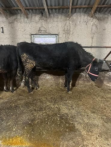 Аквариумдар: Сатам | Уй (ургаачы), Кунаажын | Аргын | Көбөйтүү үчүн, Сүт алуу үчүн — 5