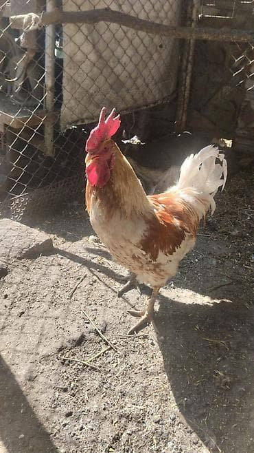 өрдөк каз: Сатам | Эркек күрп | Түндүк Кавказ | Союуга, Көбөйтүү үчүн | Асыл тукумдуу — 4