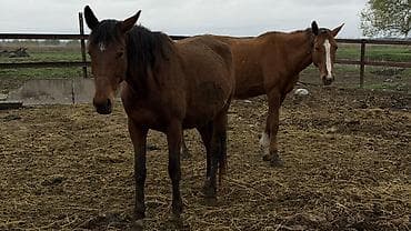 купить хорька: Продаю | Кобыла (самка) | Для разведения — 2