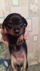 продажа щенков немецкой овчарки в бишкеке с документами: Готовятся к бронированию щенки таксы . Родились 22 октября. им уже25 — 18