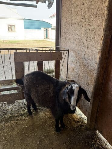 сколько стоит коза дойная купить: Продаю | Козёл (самец) | На забой, Для разведения | Осеменитель — 2
