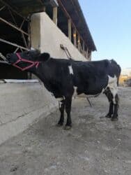 продам домик для кошки: Продаю | Корова (самка) | Алатауская | Для разведения | Искусственник — 2