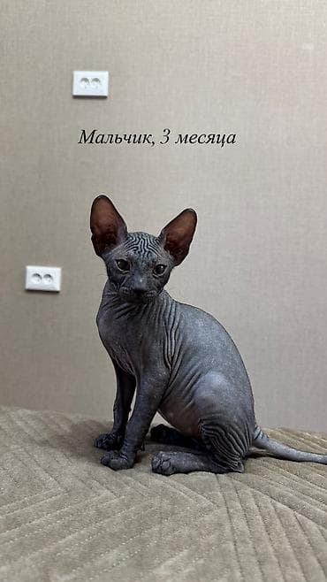 Үй жаныбарлары: 🐾 Ищем самые заботливые и любящие семьи для наших котят 🐾 В продаже — 5