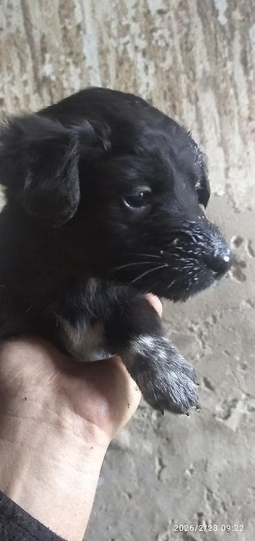 щенок лабрадора: Лабрадор-ретривер, 1 месяц, Самка — 4