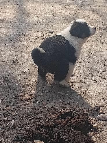 карликовые собаки: Продаю Алабай срочно мальчик только звоним через ватсап — 4