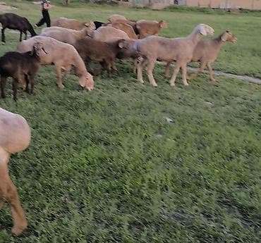 азиятский овчарка: Продаю | Овца (самка) | Для разведения | Матка — 2